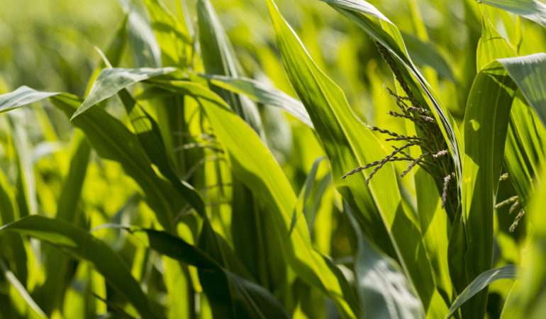 Estudio del Sistema de Agronegocios de Semillas Argentino: Una visión sistémica desde la investigación y el conocimiento