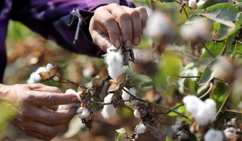 Consecuencias de no innovar en semillas en el cultivo de algodón en Argentina