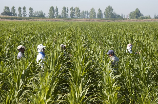 PROTOCOLO PREVENCIÓN COVID-19 PARA TAREAS A CAMPO EN LA ACTIVIDAD DE PRODUCCION DE SEMILLA 