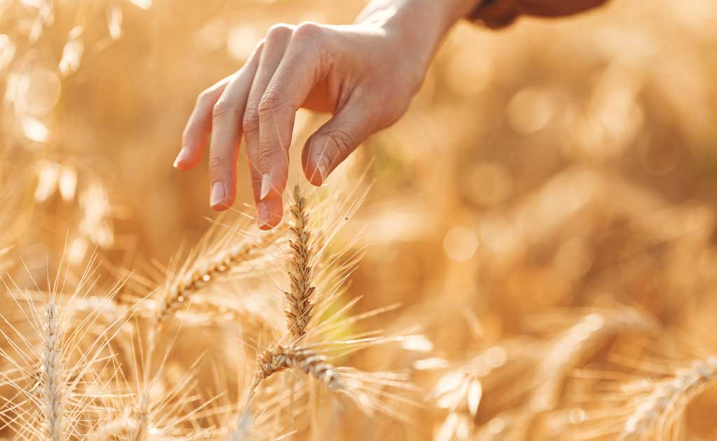 Carrera de Actualización: Análisis de riesgo para el sector agroalimentario