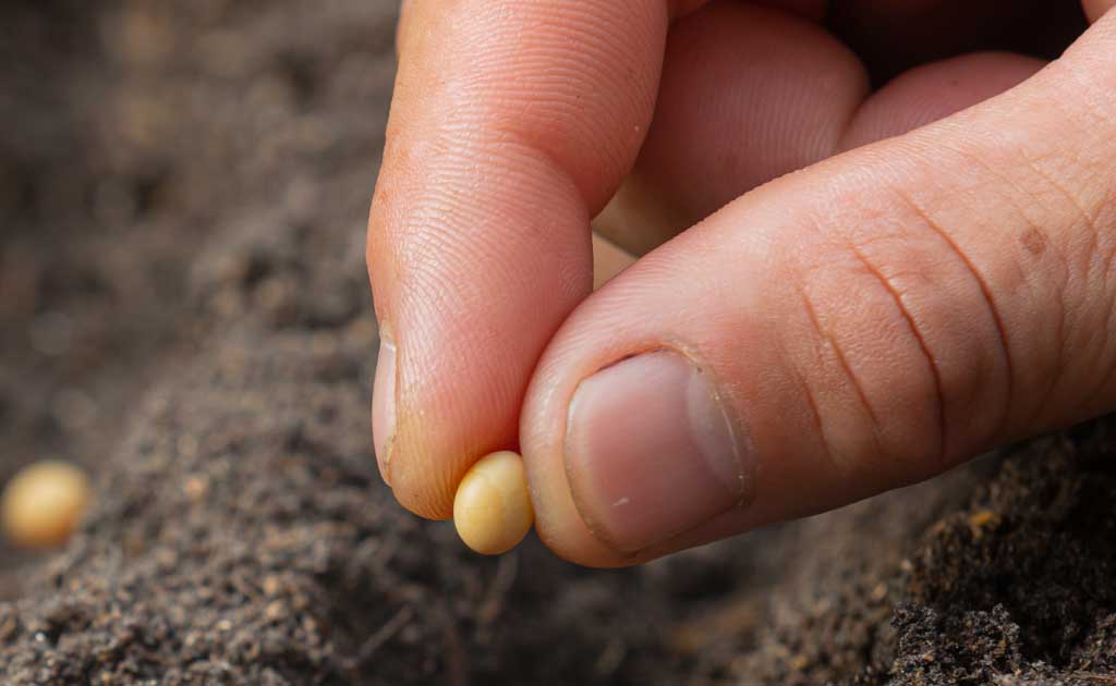 Crecer a la velocidad de las semillas: Fitomejoramiento y marcos de desarrollo