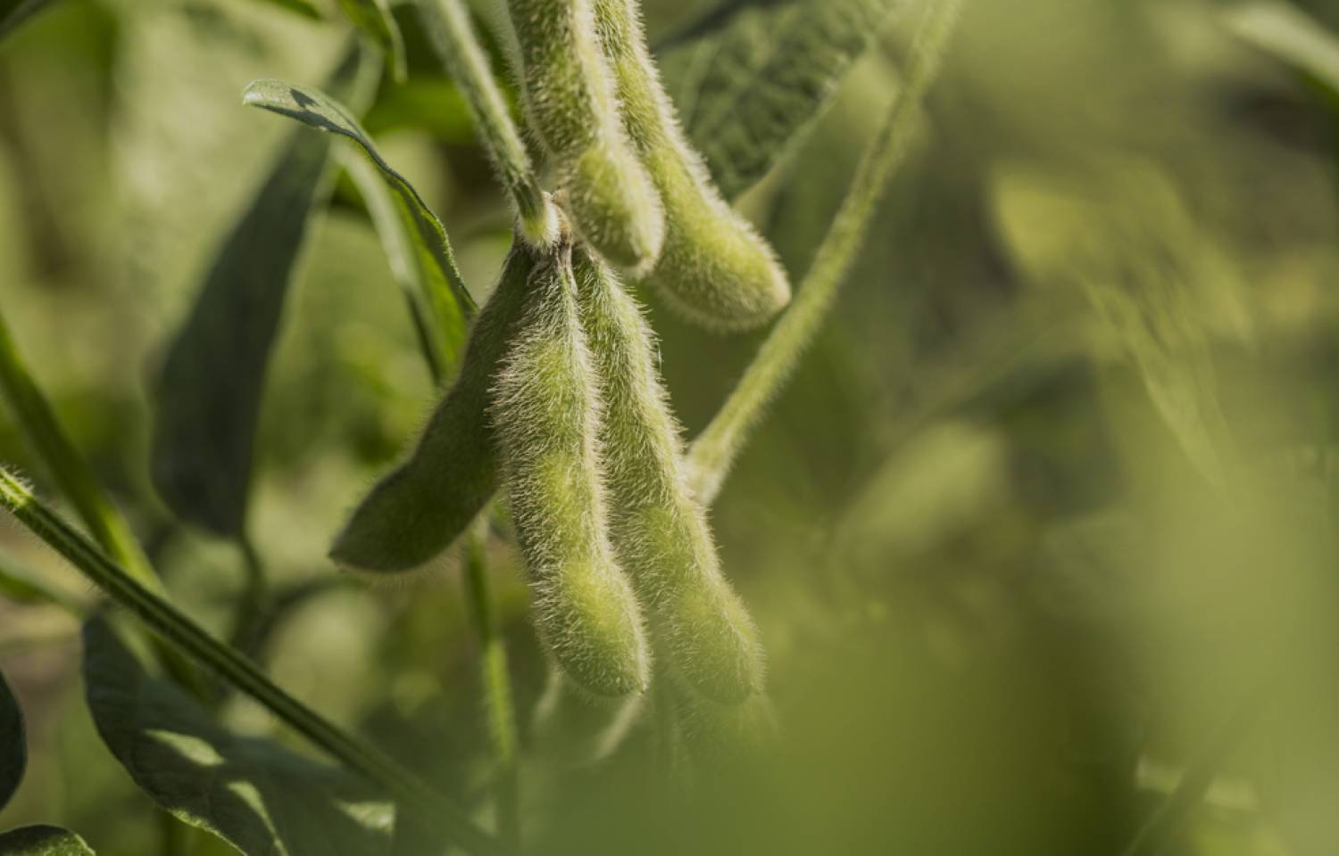 Argentina avanza en la identificación varietal de soja con marcadores ópticos
