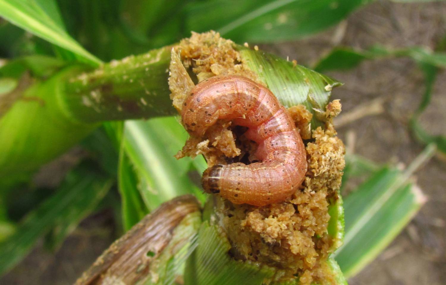 Manual sobre Gusano Cogollero - Spodoptera frugiperda en el cultivo de maíz. Bases para su manejo y control en sistemas de Siembra Directa