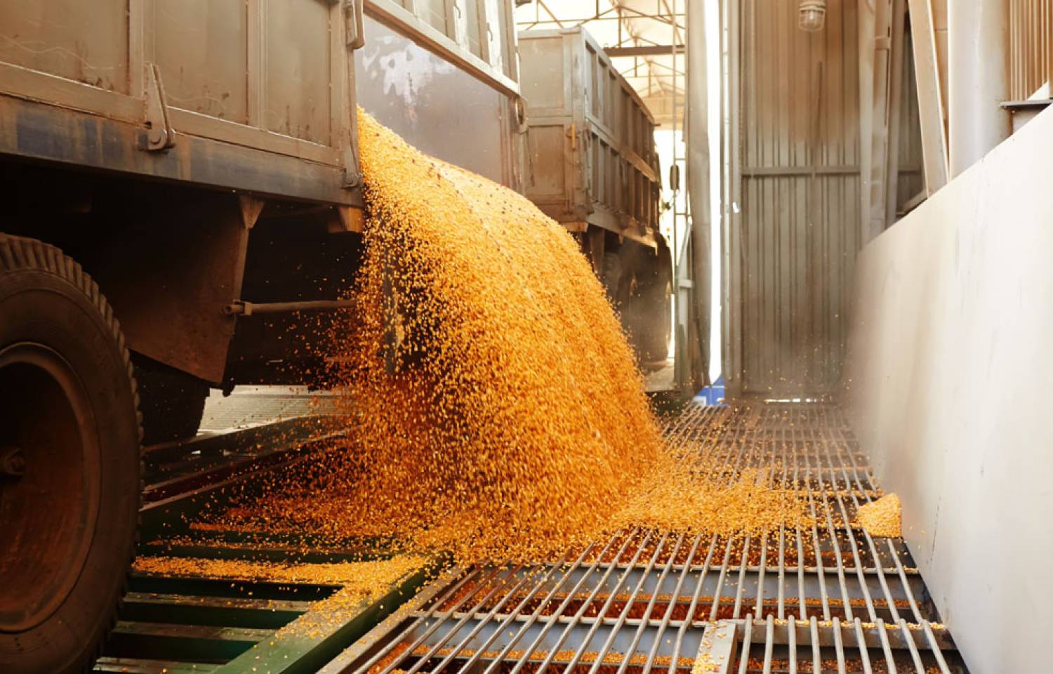 Nueva regulación para OGM: el Gobierno redefine el sistema de aprobación