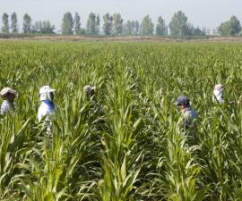 PROTOCOLO PREVENCIÓN COVID-19 PARA TAREAS A CAMPO EN LA ACTIVIDAD DE PRODUCCION DE SEMILLA 