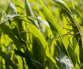 Estudio del Sistema de Agronegocios de Semillas Argentino: Una visión sistémica desde la investigación y el conocimiento